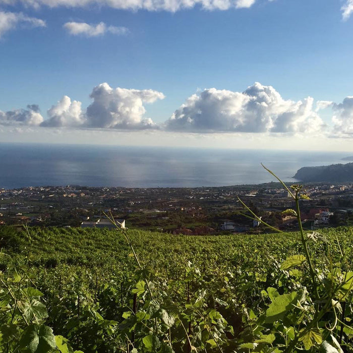 2017 Suertes del Marques from the Canary Islands!